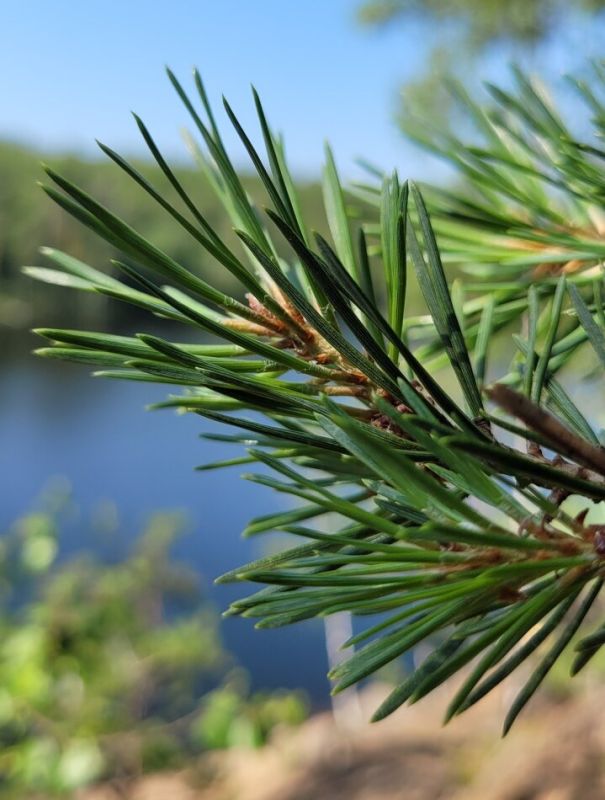 ��� �������� �������� ������ �� ������������ �������� ��������� ����������