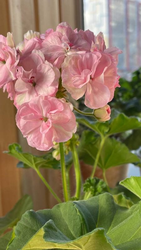 ����������� ������ �����: ���������� �������