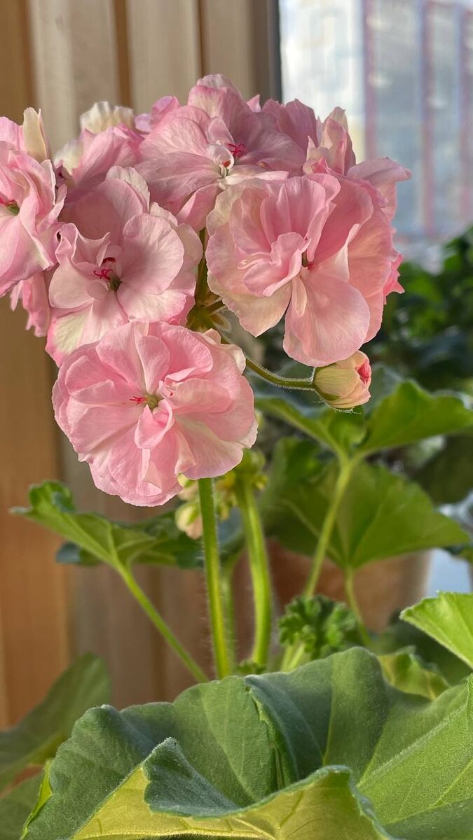 Невероятные зимние цветы: встречайте новинки