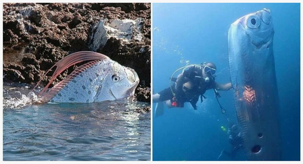 ���������� ������-������: ����, ������� ��������� ������ �������