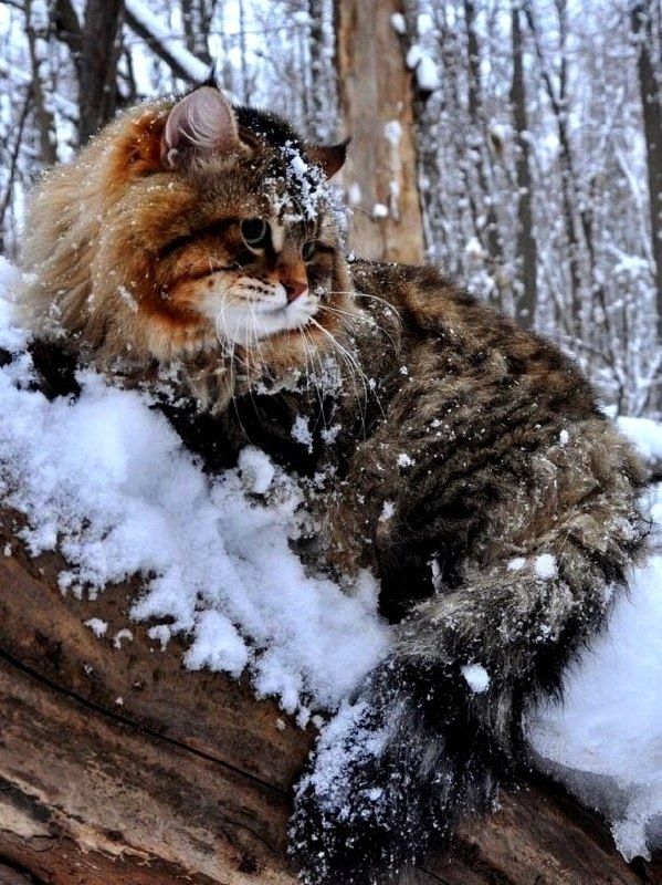 ��� ����� ��������� ���� ����������: ������� ��� ��������