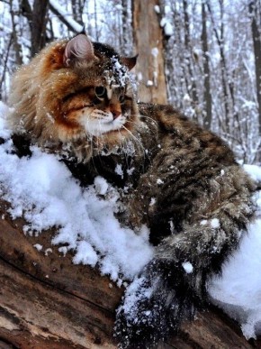 Как мысль формирует нашу реальность: взгляды Джо Диспенза