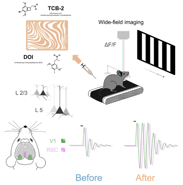 Как психоделики изменяют восприятие: новейшие исследования