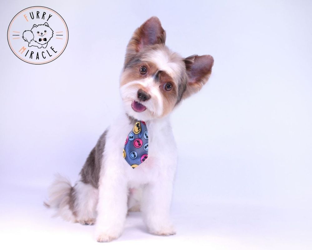 ��������� ���������: ��� ����������� ������� � �����