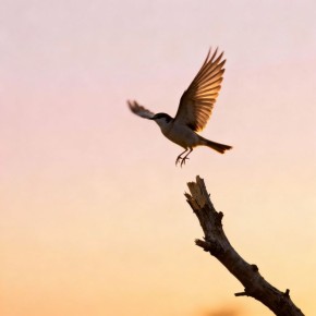 ������� ���������� �����