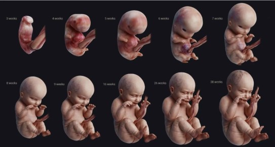 Тайны пола: как гормоны и природа определяют наше начало