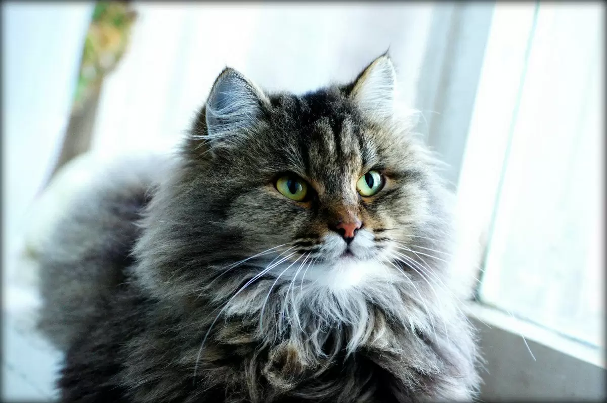 Как одна охотничья сосиска привела к неожиданным приключениям