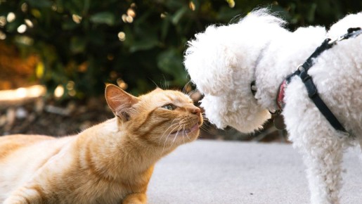 ��� �������� ��� � ����: ������ �� ����������� ���������� ��������