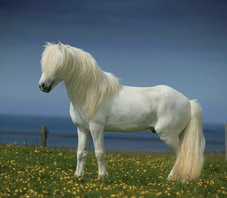 Свадебные мечты: как планирование превращается в реальность